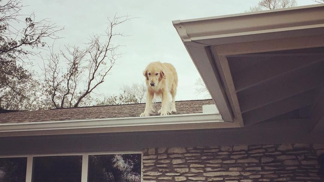 Мережу здивував собака, який любить сидіти на даху