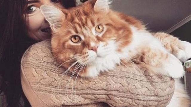 Знайдено найдовшого кота у світі: фото Знайдено найдовшого кота у світі: фото