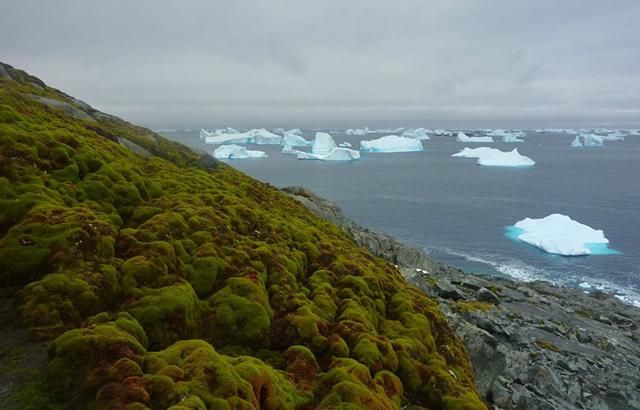 Наслідки глобального потепління: Антарктиду "захоплюють" рослини