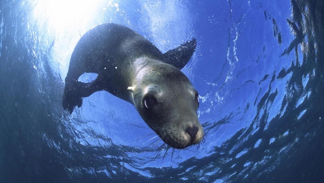 Морской лев укусил и пытался затянуть на дно девочку: жуткое видео Морской лев укусил и пытался затянуть на дно девочку: жуткое видео