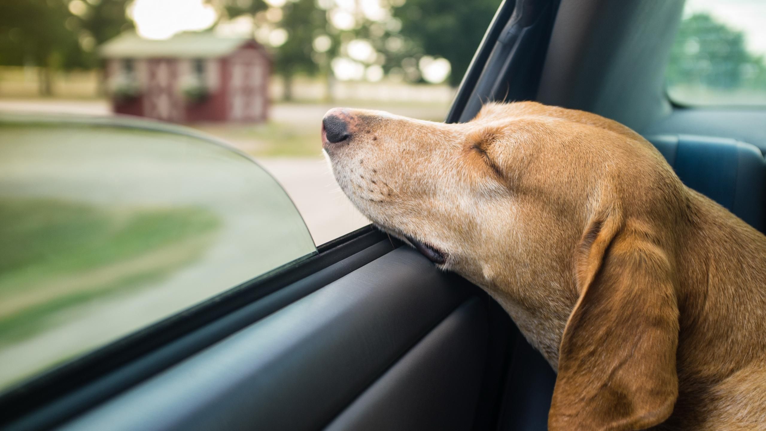 Почему не надо оставлять животных в машине: эксперимент активиста Почему не надо оставлять животных в машине: эксперимент активиста