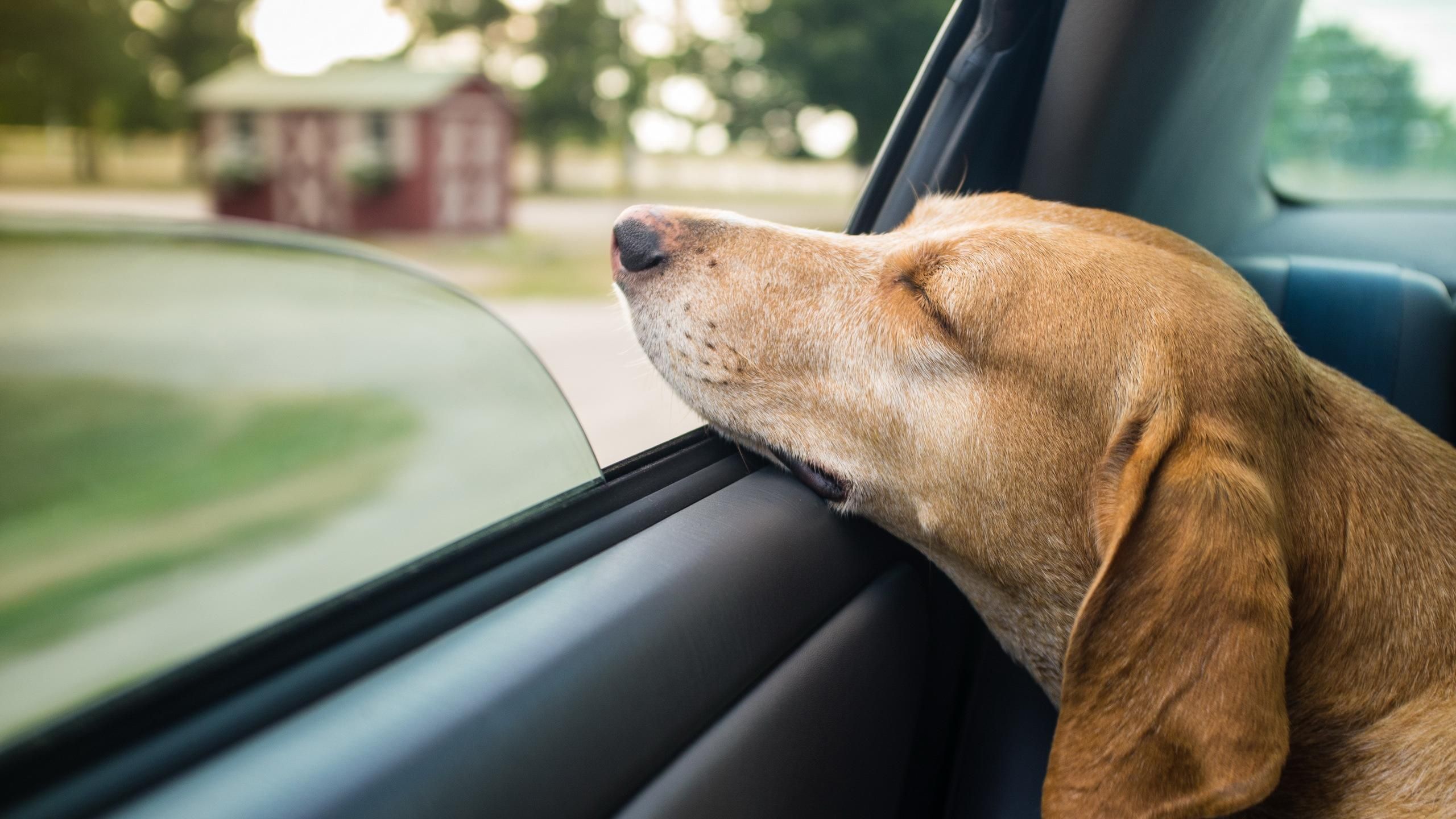 Почему не надо оставлять животных в машине: эксперимент активиста