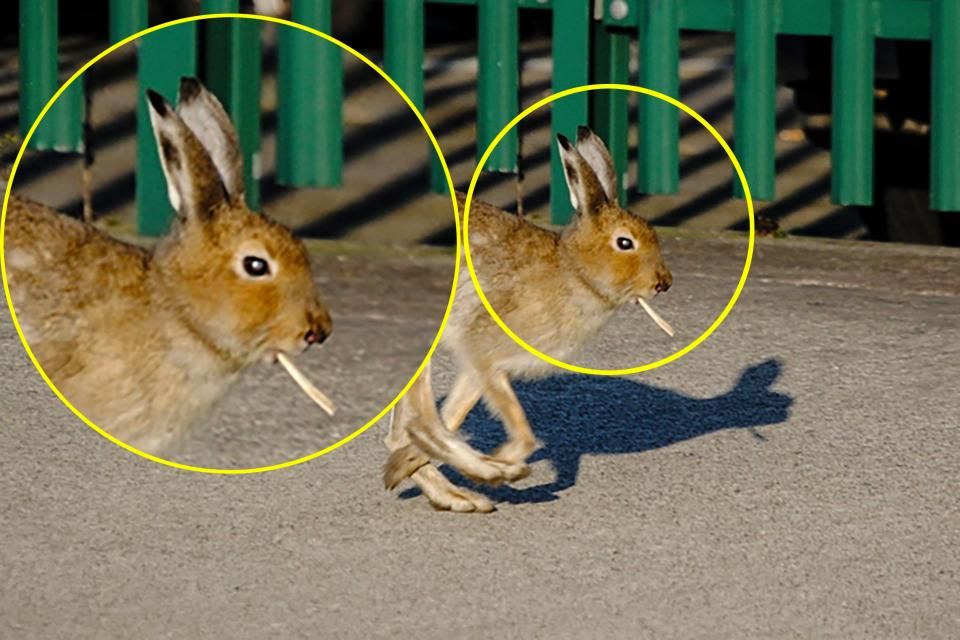 В сети без ума от фото зайца с сигаретой: перлы соцсетей В сети без ума от фото зайца с сигаретой: перлы соцсетей