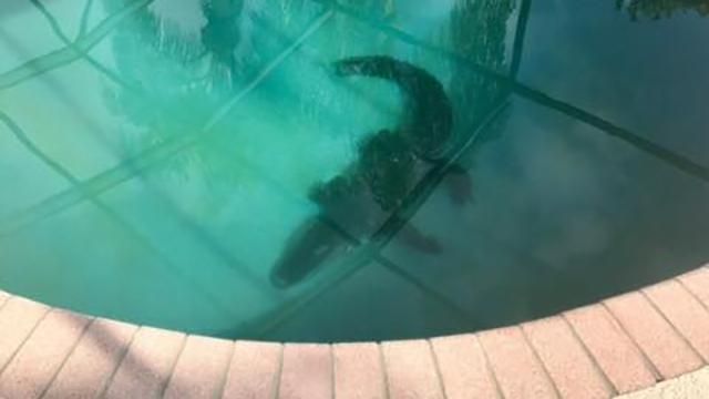 Аллигатор в США залез в частный бассейн: видео 