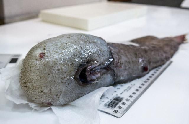 На узбережжі Австралії знайшли рідкісну "рибу без обличчя": фото, відео