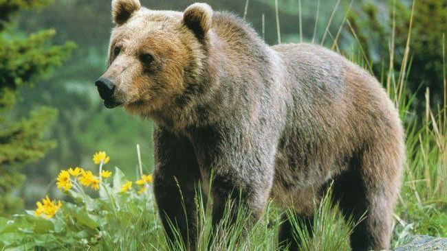 В Аляске во время игры в гольф на поле пришел медведь: курьезное видео