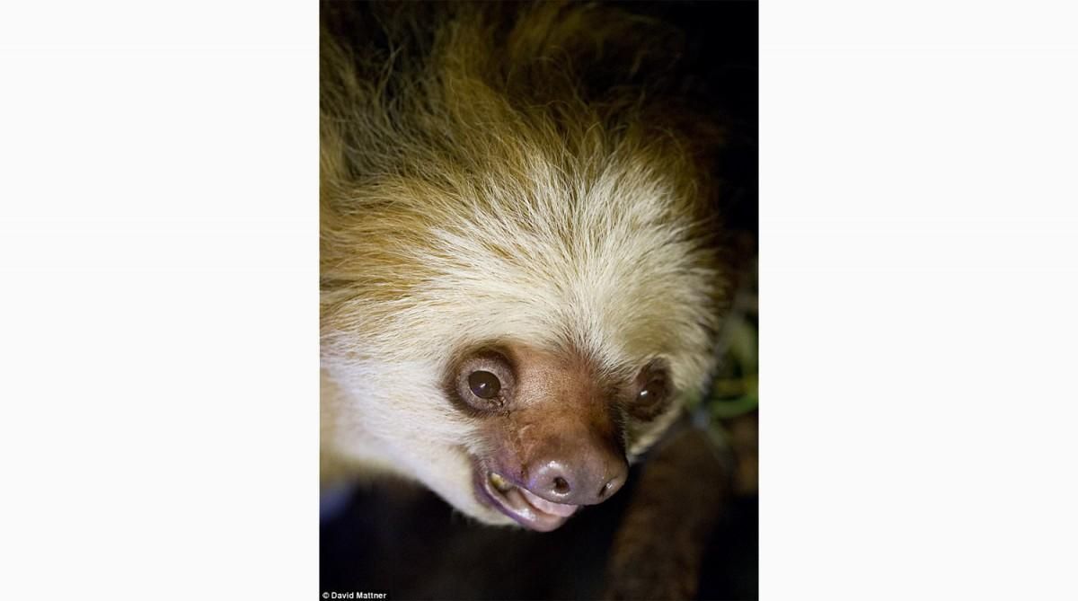 В Австралии умер старейший ленивец на Земле: фото
В Австралии умер старейший ленивец на Земле: фото