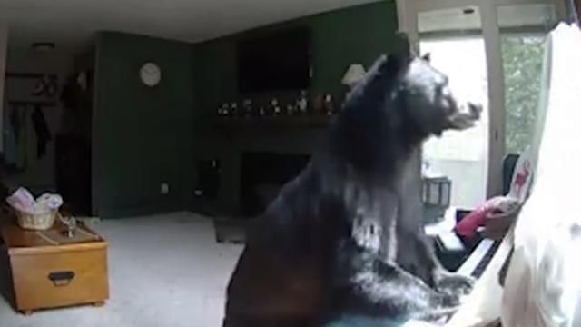 Медведь пробрался в дом и сыграл на пианино: видео