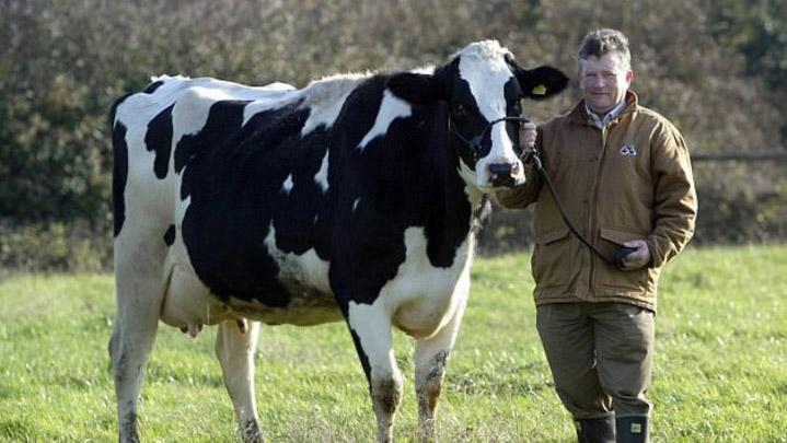 В Великобритании собака сбила на тракторе фермера-мультимиллионера