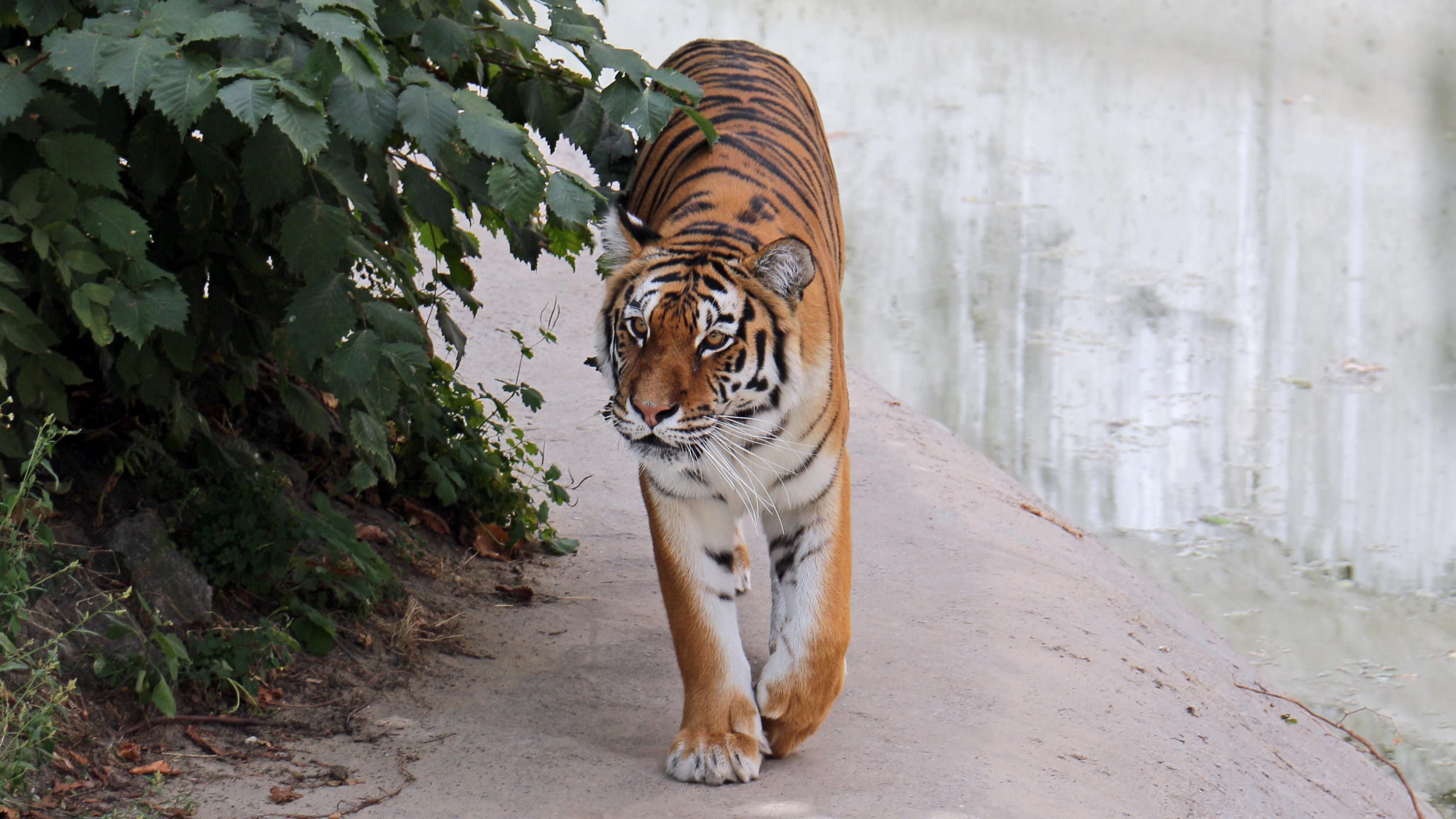 Розгнівані інвестори зоопарку кинули осла у вольєр з тиграми: шокуюче відео (18+)