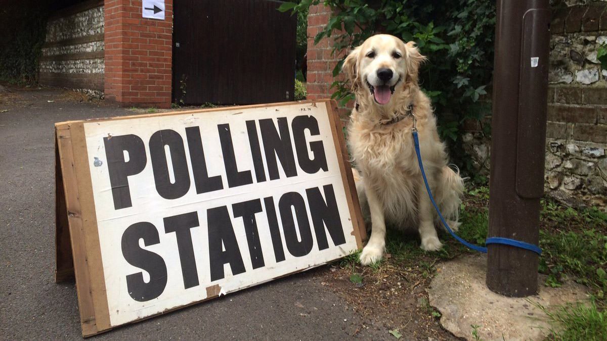 Британцы взорвали соцсети импровизированной акцией с домашними любимцами: фото Британцы взорвали соцсети импровизированной акцией с домашними любимцами: фото