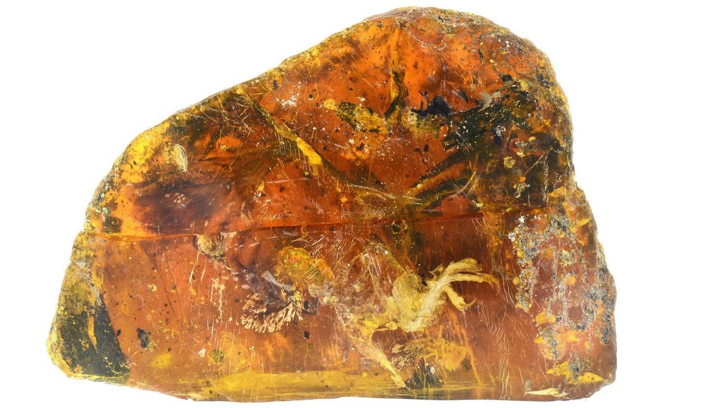 Показали птенчика, который застыл в янтаре 99 миллионов лет назад