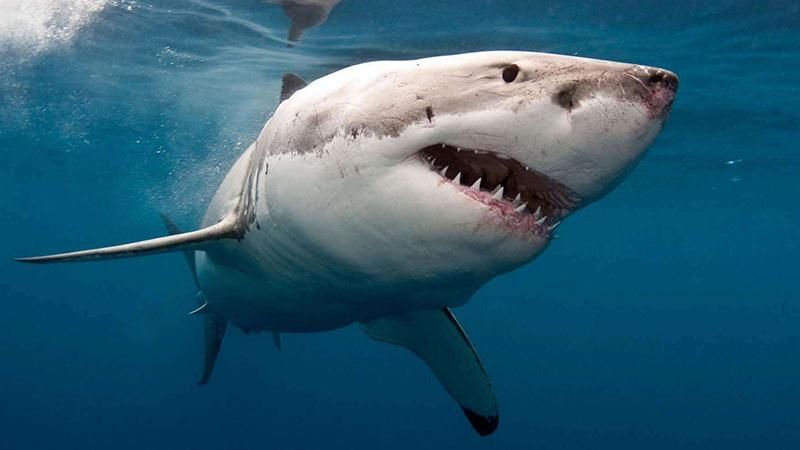 Чоловік зняв на відео, як на нього напала акула Чоловік зняв на відео, як на нього напала акула