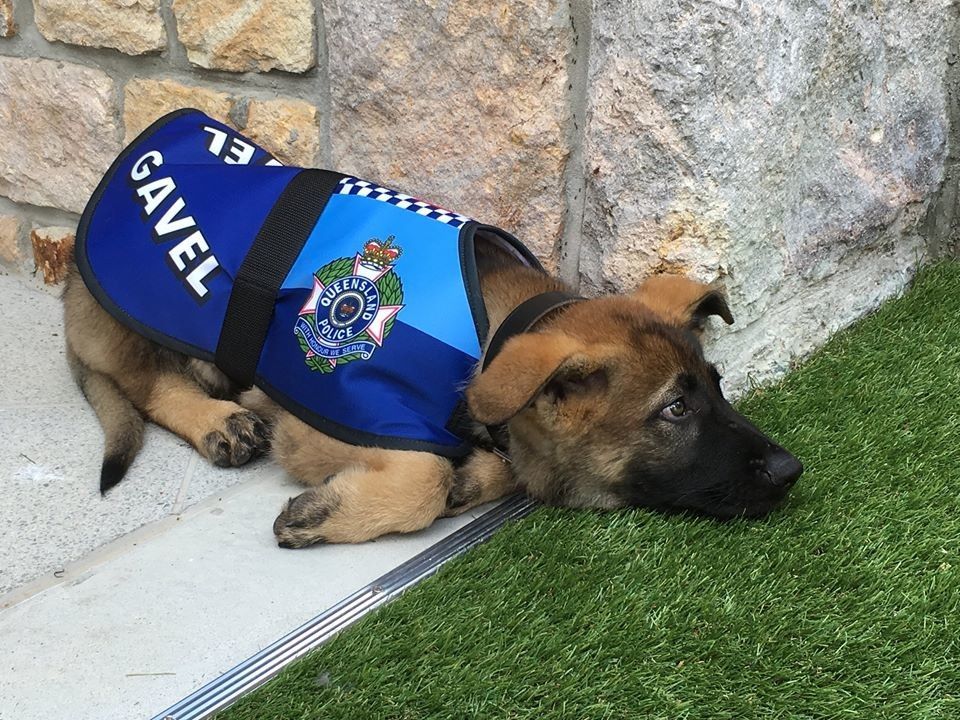 Собаку исключили из полицейской академии за чрезмерное дружелюбие