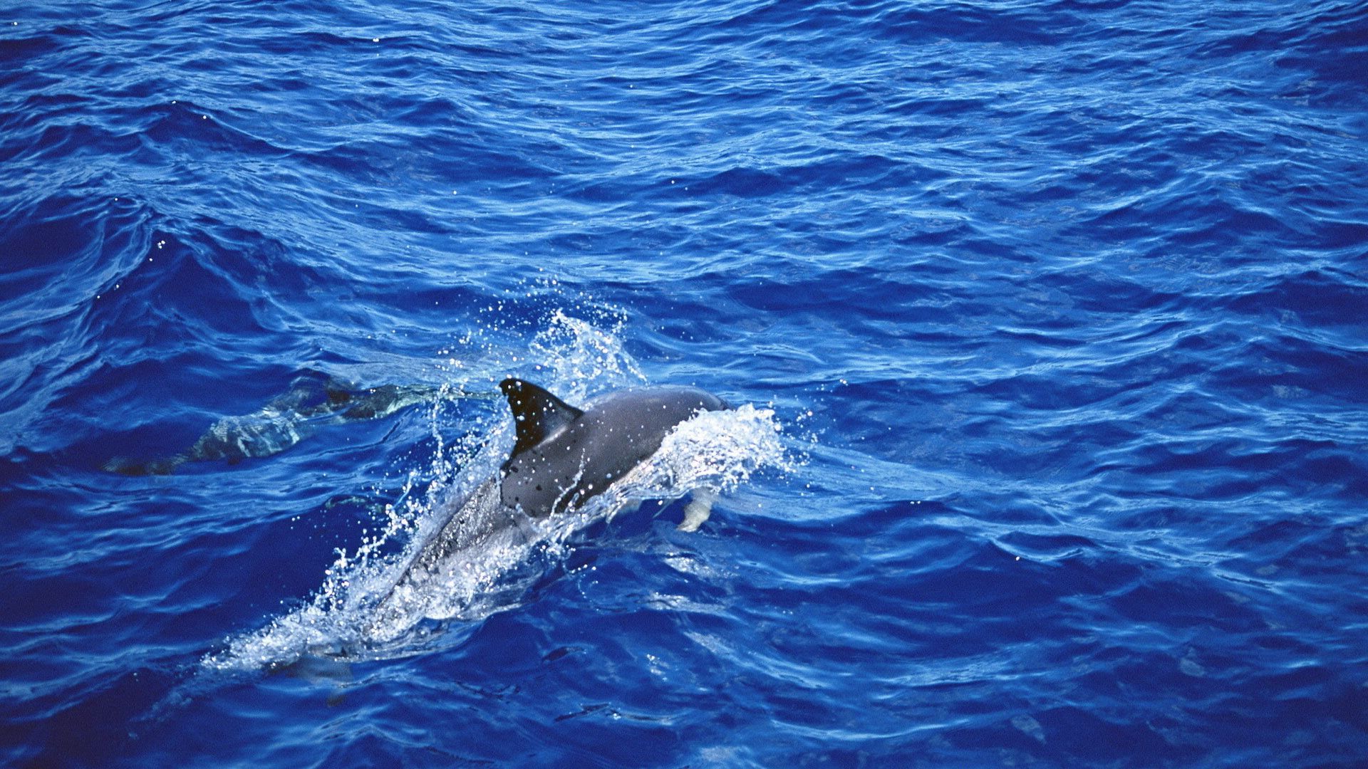 Біля Нідерландів рибалки спіймали двоголового дельфіна: фото
