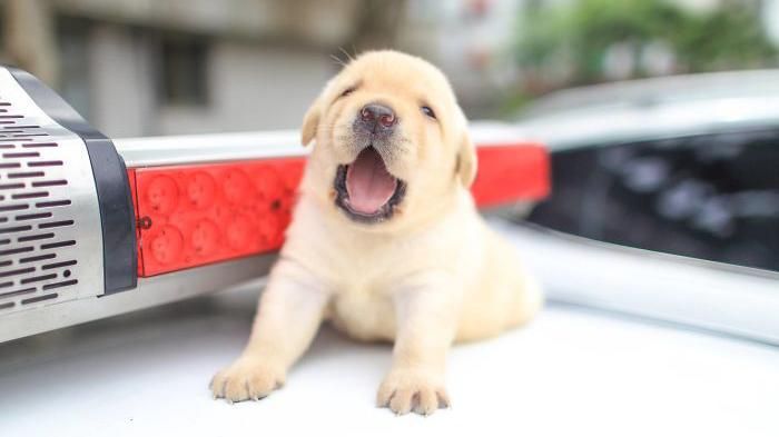 Поліція Тайваню взяла на службу крихітних лабрадорів: зворушливі фото Поліція Тайваню взяла на службу крихітних лабрадорів: зворушливі фото