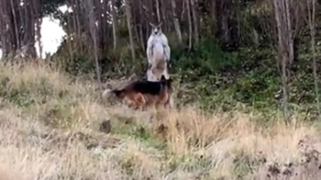 Кенгуру і собака влаштували запеклу сутичку: відео Кенгуру і собака влаштували запеклу сутичку: відео