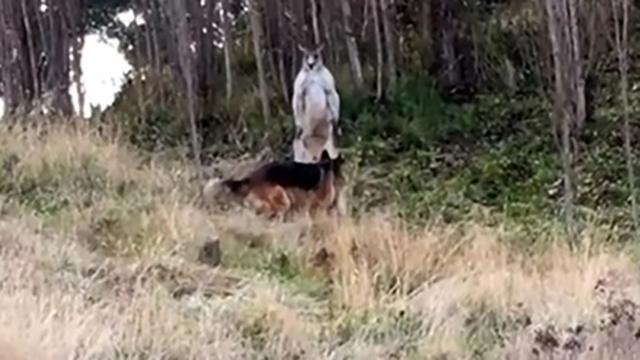 Кенгуру и собака устроили ожесточенную схватку: видео