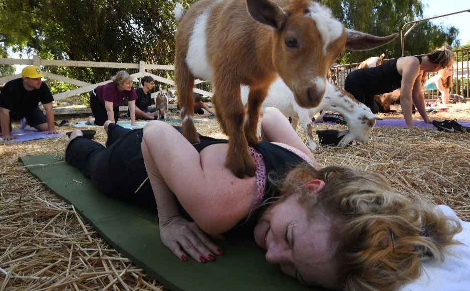 В мире становится популярным новый тренд: занятие йогой с козами