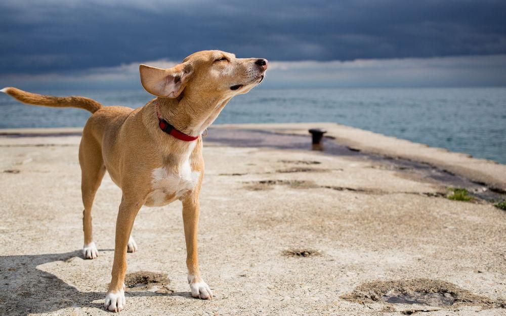 Собаки по запаху смогут диагностировать рак