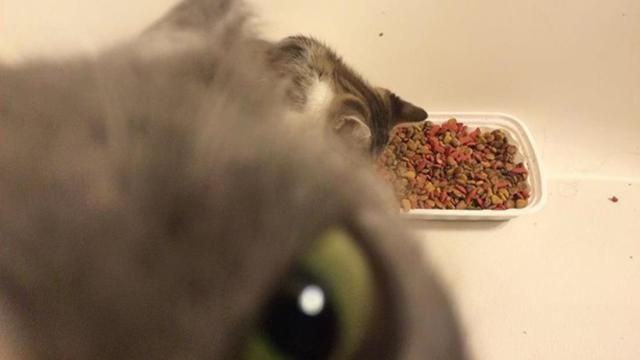 Ревнивый кот стал звездой сети: фото Ревнивый кот стал звездой сети: фото