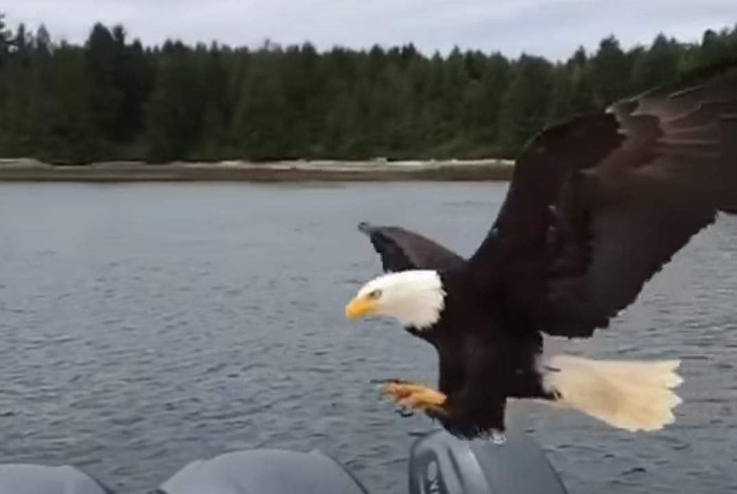 Орел на бешеной скорости украл улов рыбака: впечатляющее видео