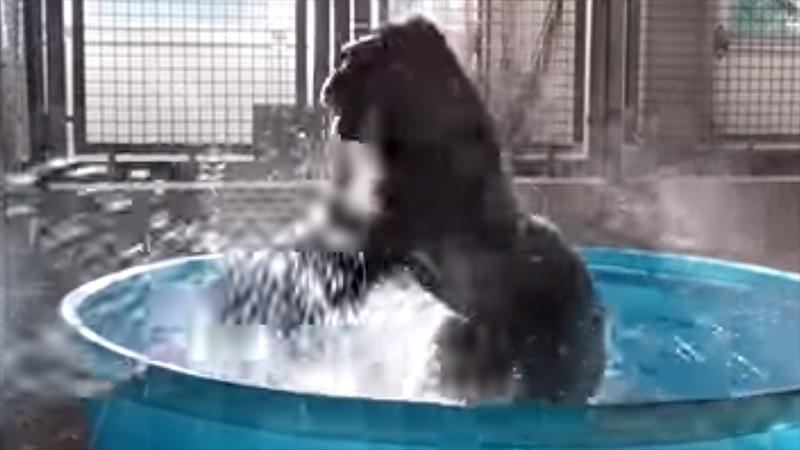 Зажигательные танцы гориллы покорили сеть: видео