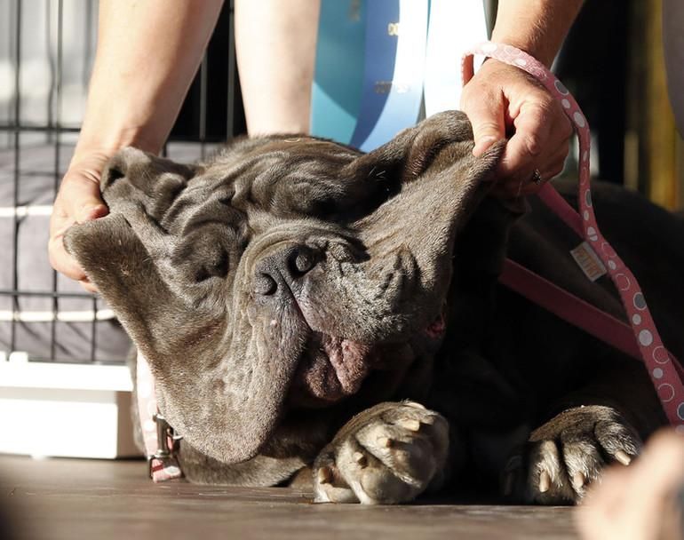 В США обрали найпотворнішу собаку в світі