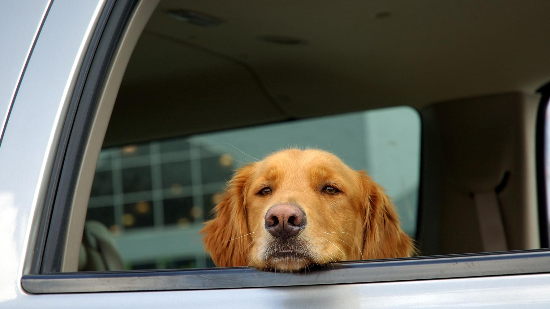 Как сохранить в безопасности домашних любимцев во время жары: 6 советов