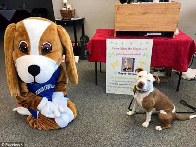 Animal Farm: мэром одного из американских городов стал питбуль, обойдя кошку, курицу и ребенка