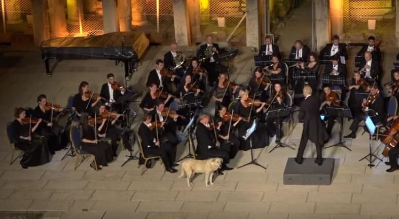 Собака чуть не сорвала концерт Венского оркестра: смешное видео