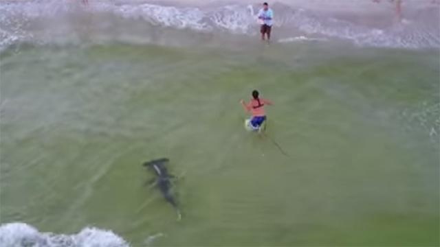 Мужчина поймал огромную рыбу-молот: видео