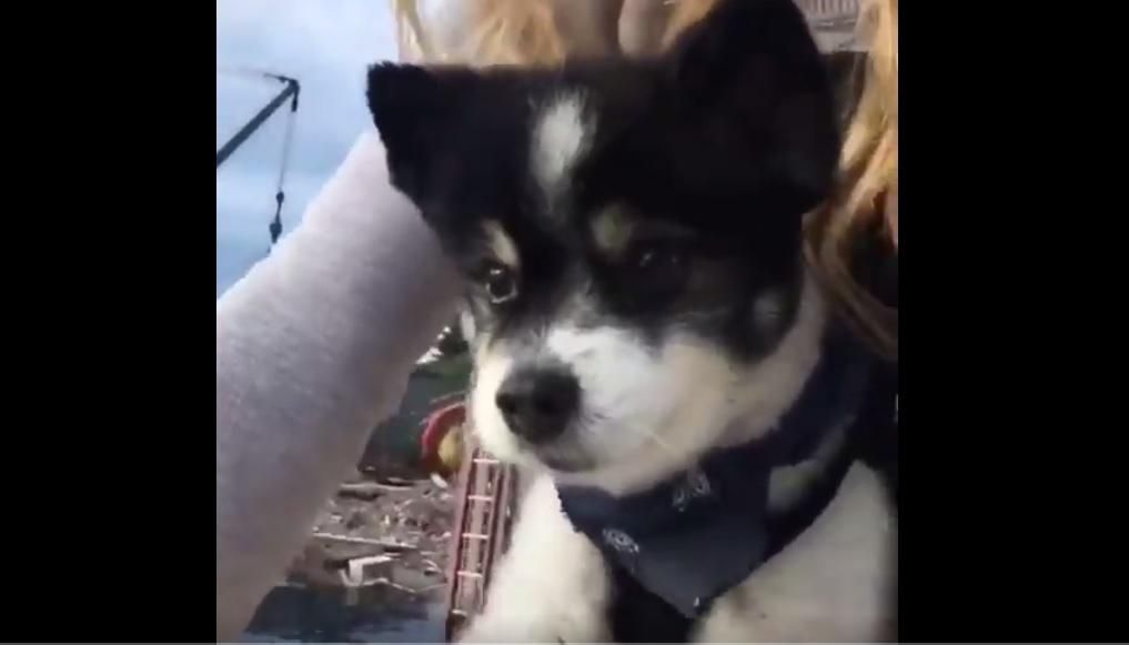 Щенок изо всех сил пытается крутить педали: смешное видео Щенок изо всех сил пытается крутить педали: смешное видео