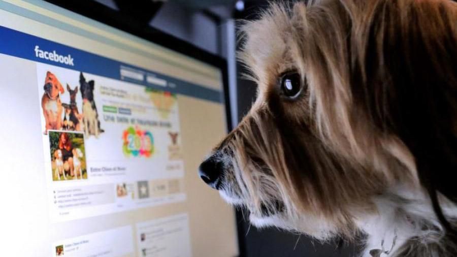 Ученые разделили пользователей Facebook на 4 типа Ученые разделили пользователей Facebook на 4 типа