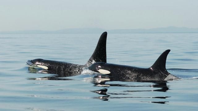 Косатки налякали плавців: опубліковане відео Косатки налякали плавців: опубліковане відео