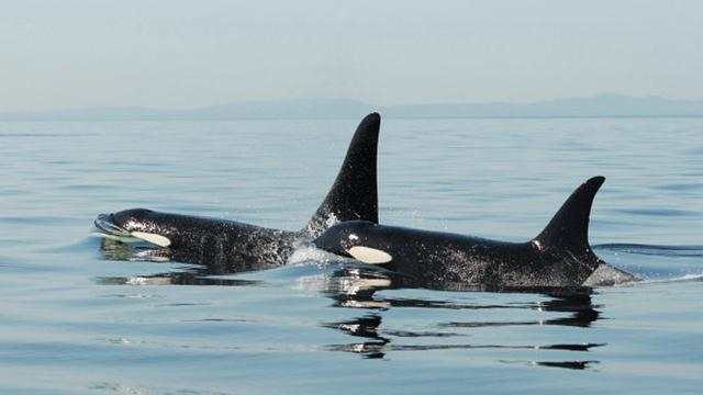 Косатки напугали пловцов: опубликовано видео