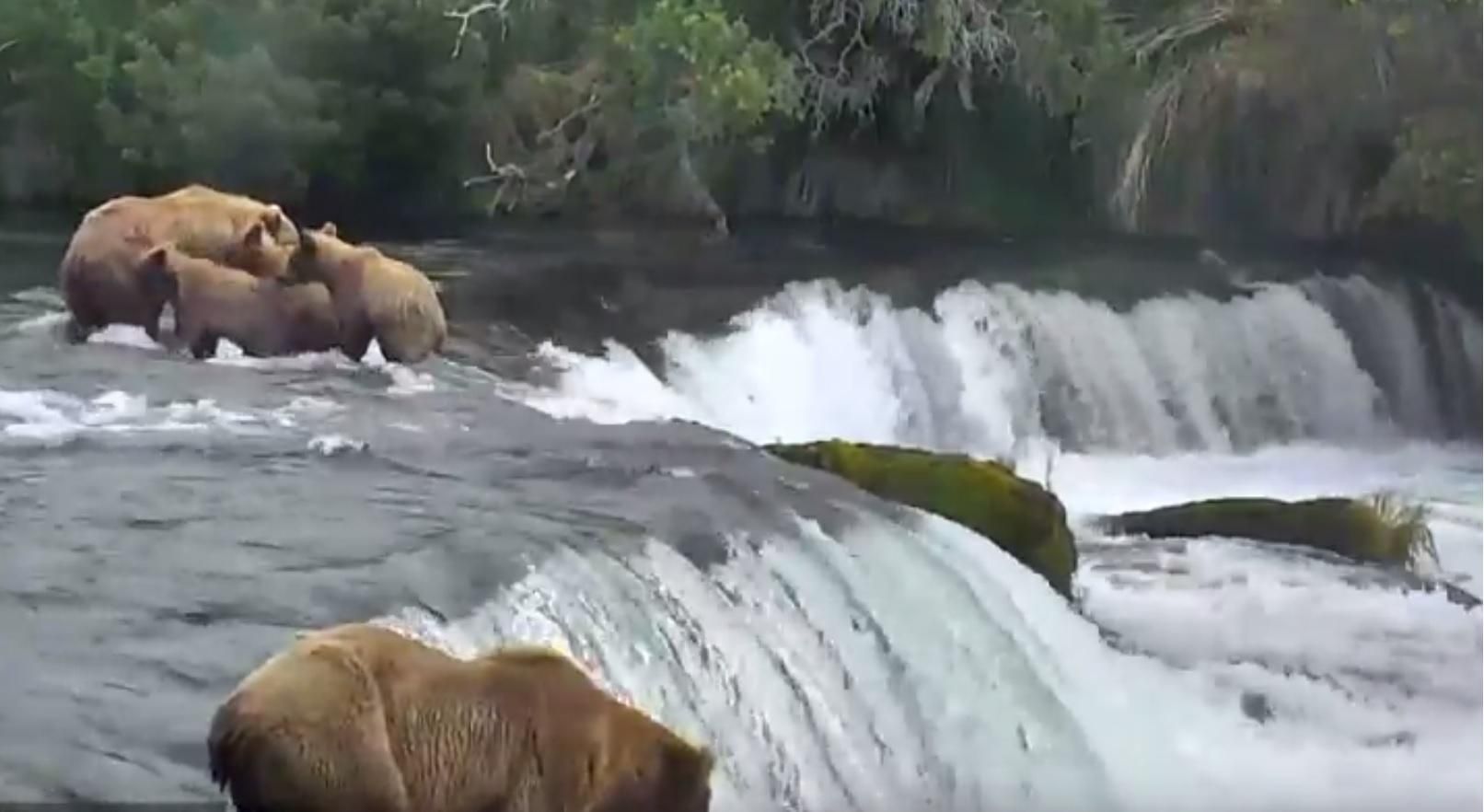 Google запустив прямі трансляції дикої природи Google запустив прямі трансляції дикої природи