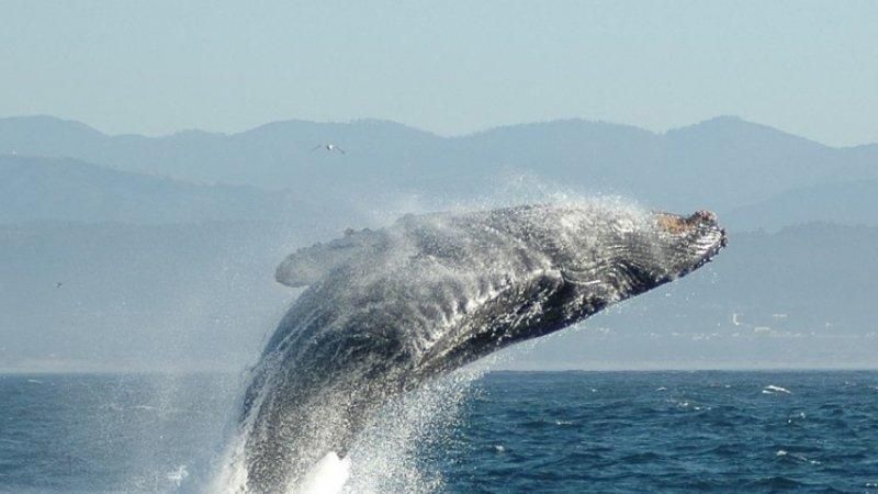 Кит убил рыбака после того, как мужчина спас ему жизнь Кит убил рыбака после того, как мужчина спас ему жизнь