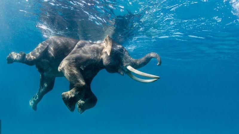 На Шрі-Ланці 12 годин рятували слона, що заплив на 16 кілометрів від берега: відео