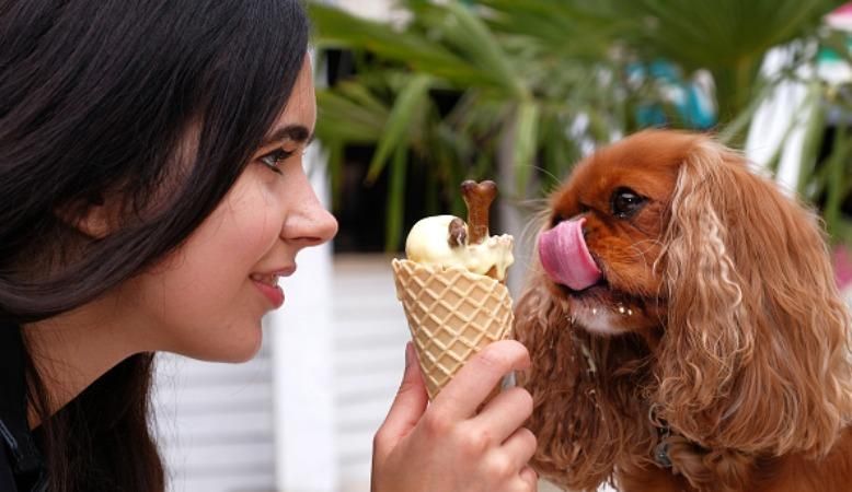 Десерты для животных: причудливые мексиканцы создали мороженое для собак