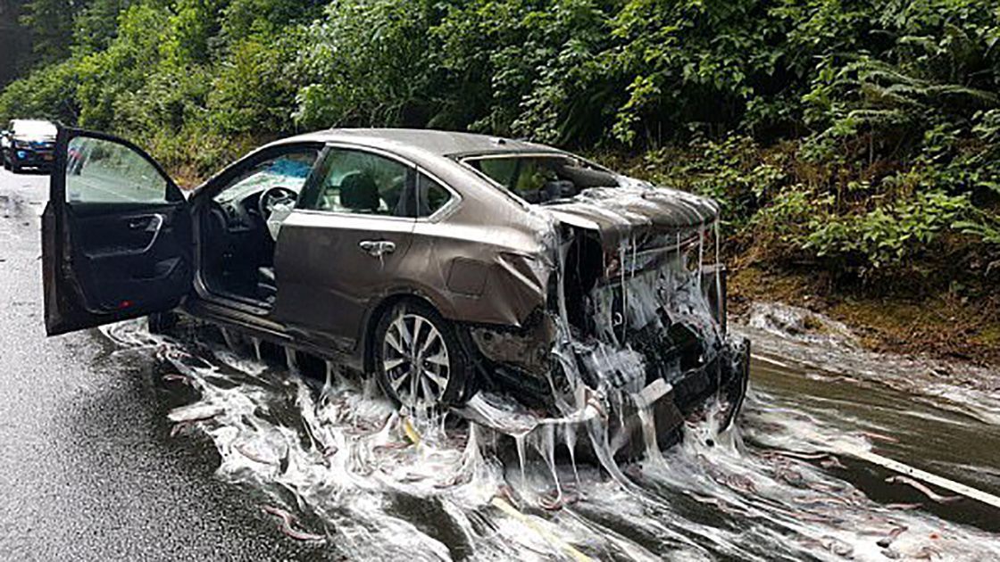 Как из фильма ужасов: в США перевернулся грузовик со слизистыми угрями Как из фильма ужасов: в США перевернулся грузовик со слизистыми угрями