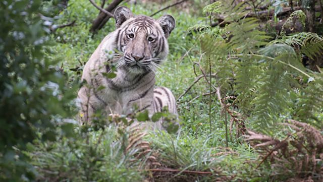 Фотограф сделал снимок редкого "бледного" тигра c близкого расстояния