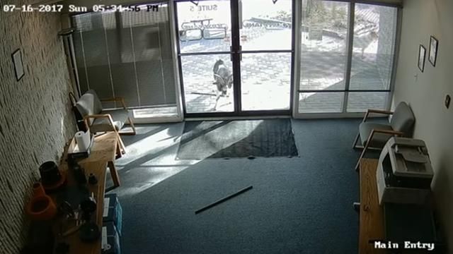 Агресивний козел намагався увірватися в офіс: з’явилося відео 