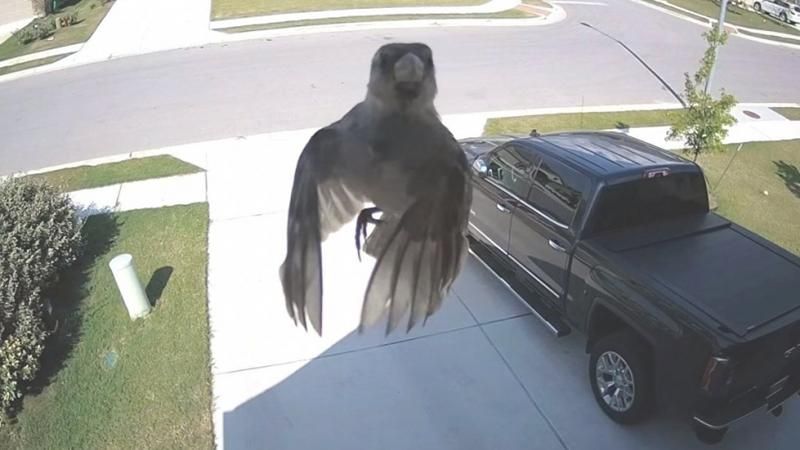 У мережі показали, як горобець завис у повітрі без помахів крил У мережі показали, як горобець завис у повітрі без помахів крил