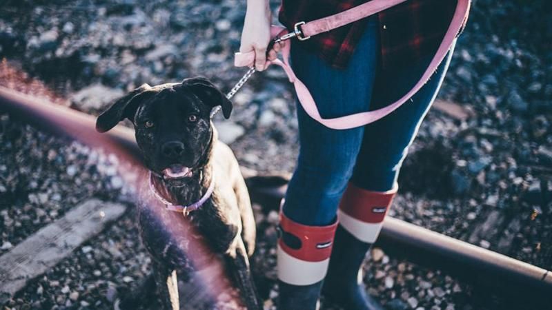 5 коміксів, чому треба взяти тварину з притулку 5 коміксів, чому треба взяти тварину з притулку