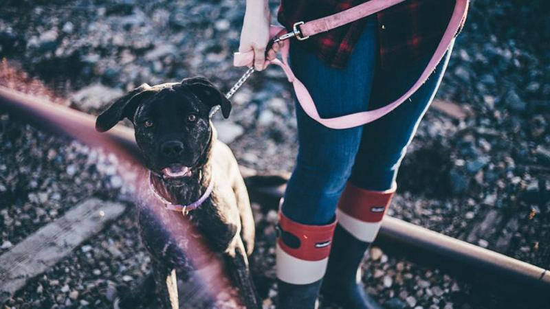 5 комиксов, почему надо взять животное из приюта