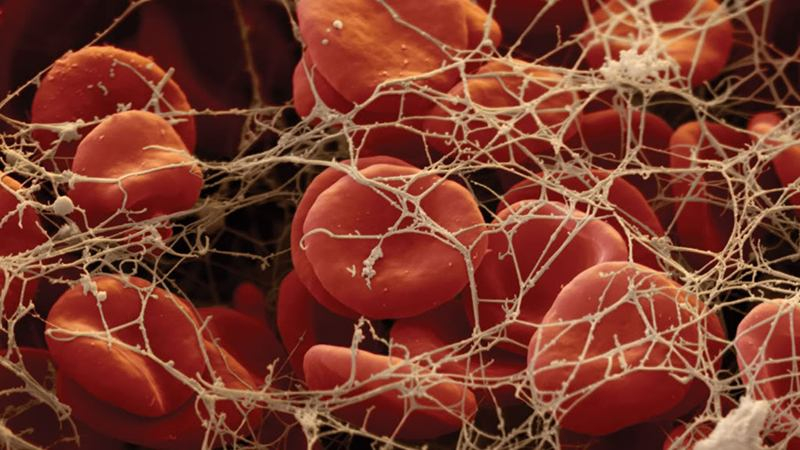 Человеческое тело под микроскопом: впечатляющие кадры