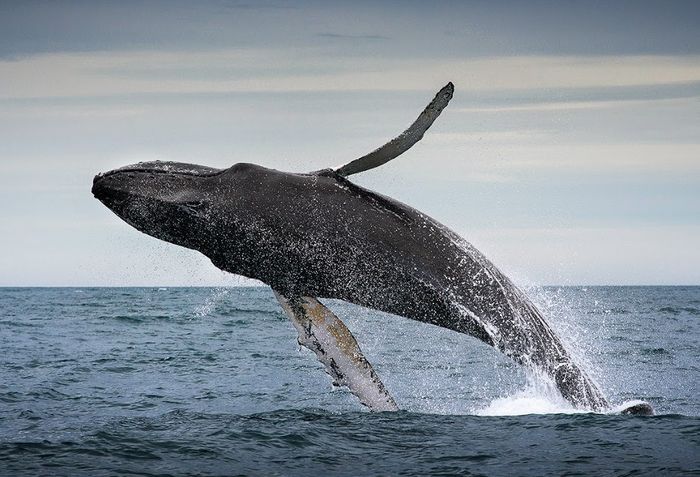 Аквалангист снял зрелищный прыжок 40-тонного кита: видео