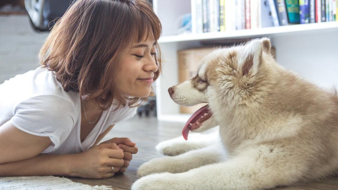 Вчені дослідили, чому собаки дружелюбно ставляться до людей