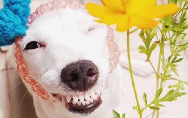 Собака став зіркою соцмереж через власну ваду Собака став зіркою соцмереж через власну ваду